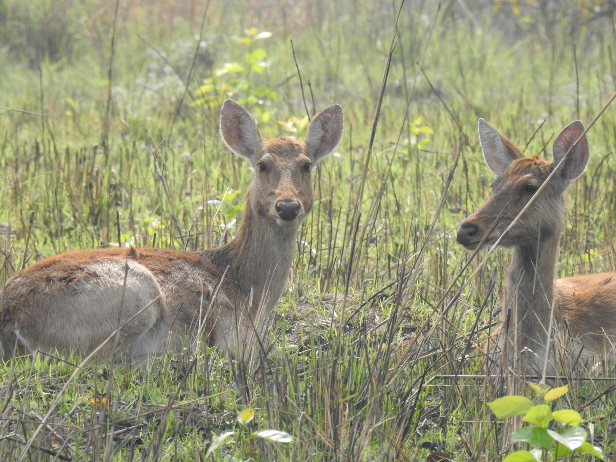Babai Resort Pvt Ltd Bardiya Eksteriør billede