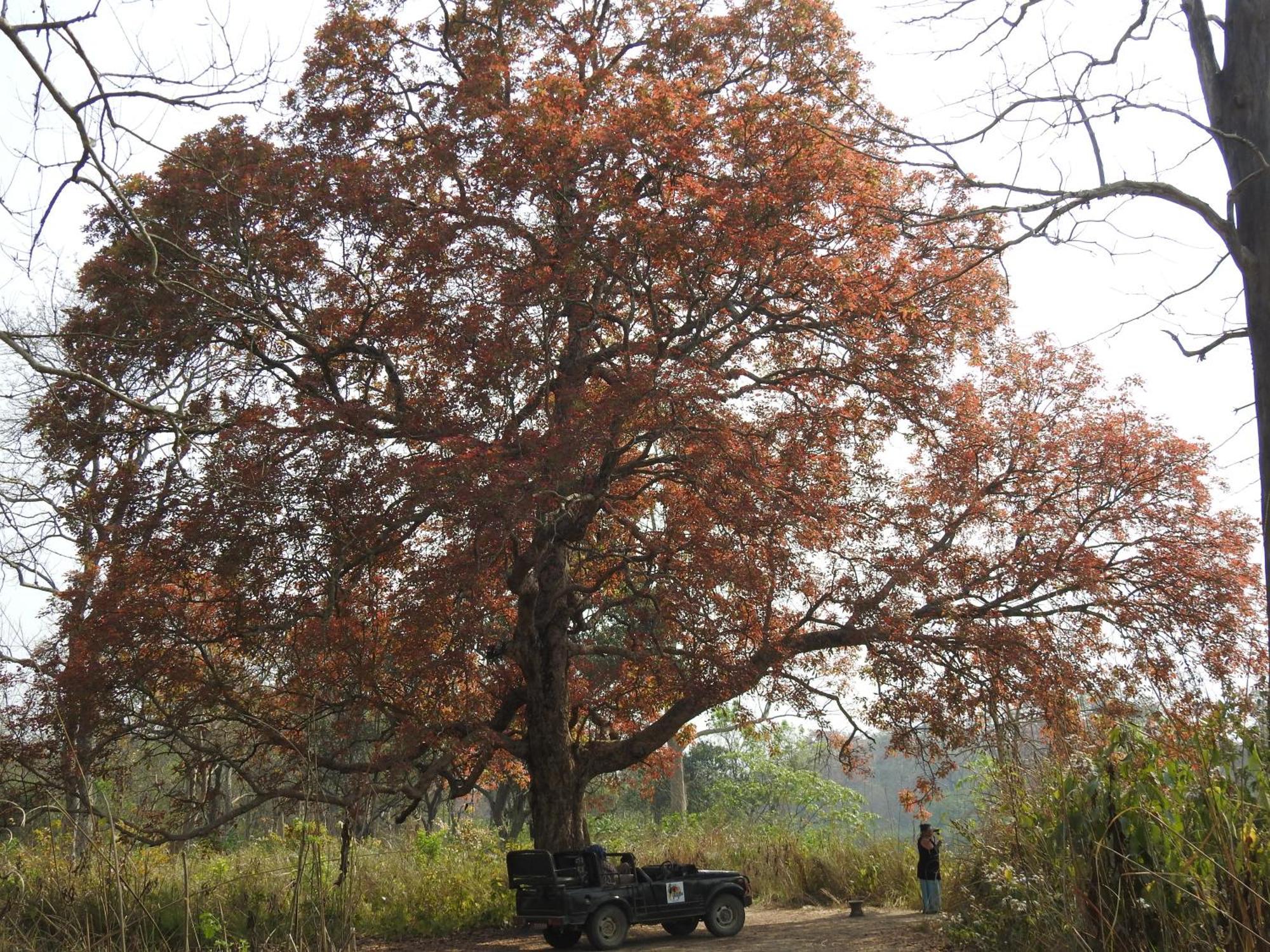 Babai Resort Pvt Ltd Bardiya Eksteriør billede