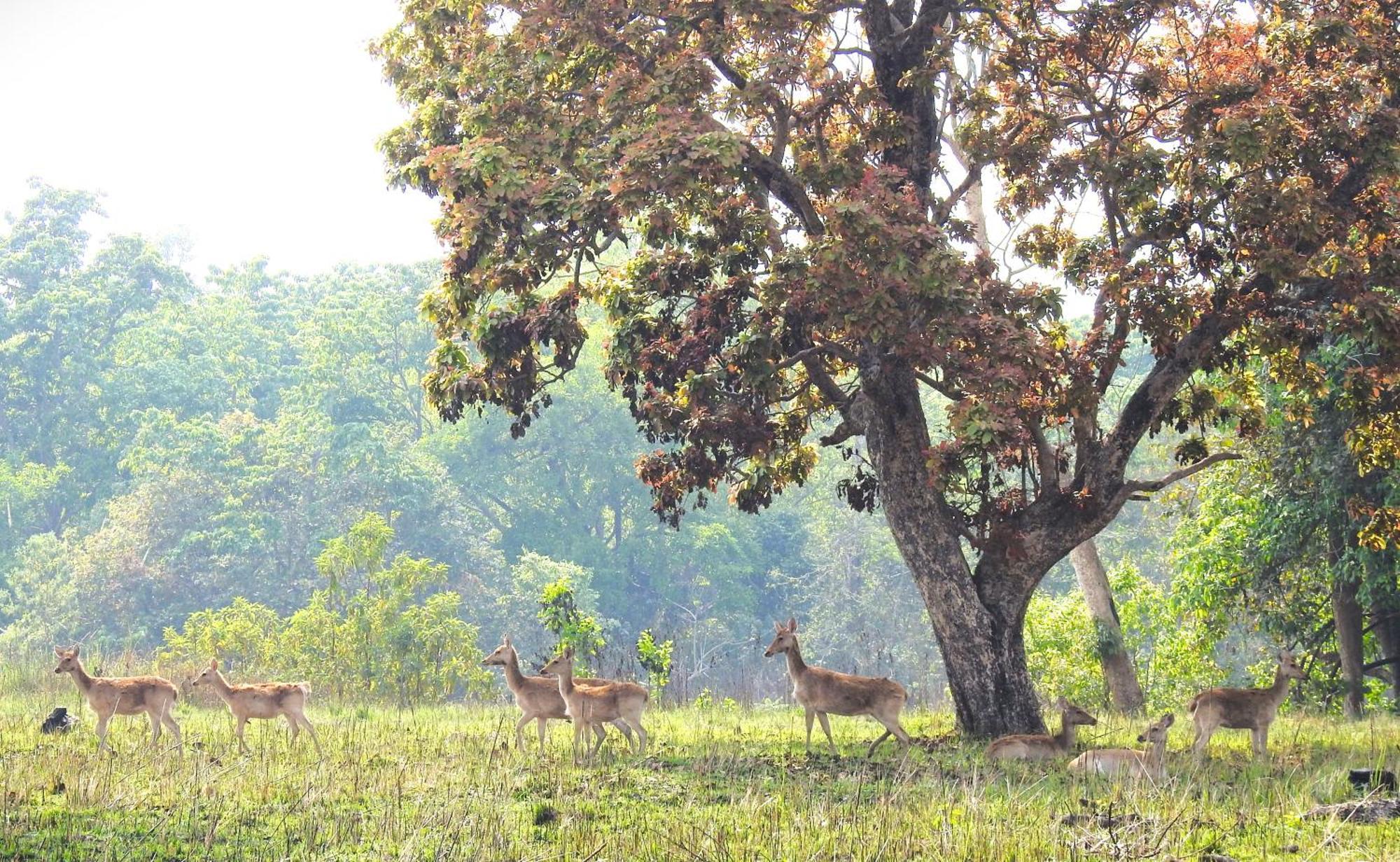 Babai Resort Pvt Ltd Bardiya Eksteriør billede